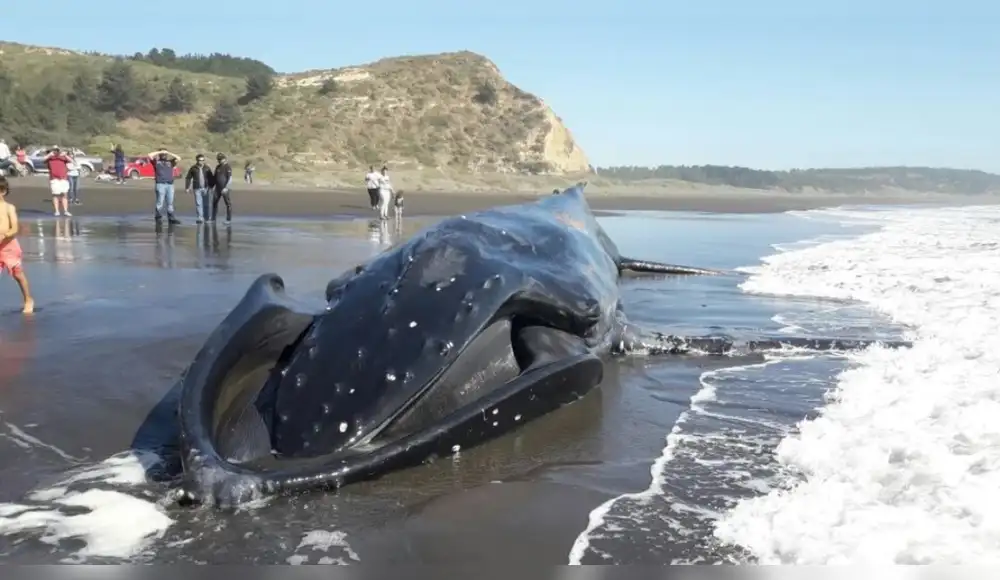 Chile tiene la tasa más alta de choques de barco contra ballenas Chile tiene la tasa más alta de choques de barco contra ballenas