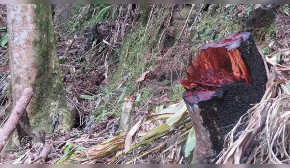 Dictan histórica condena de 8 años de cárcel efectiva por tala ilegal en el Parque Nacional de Cutervo Dictan histórica condena de 8 años de cárcel efectiva por tala ilegal en el Parque Nacional de Cutervo