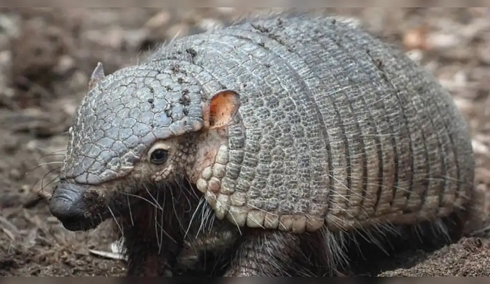 Fiestas de Carnavales siguen causando enormes daños a Fauna silvestre Fiestas de Carnavales siguen causando enormes daños a Fauna silvestre