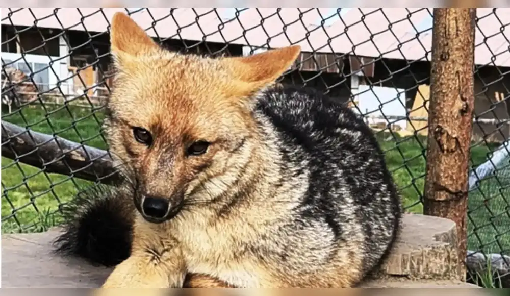 Zorrito Run Run formó una familia en zoológico de Cajamarca Zorrito Run Run formó una familia en zoológico de Cajamarca