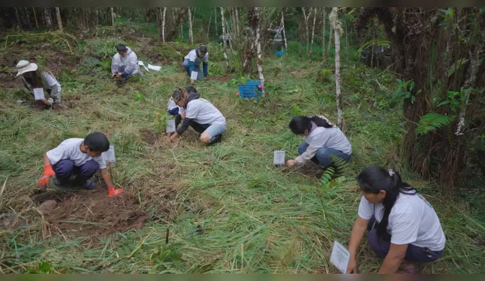 Pasco: Inician reforestación de 1,000 árboles nativos para salvar los bosques de Oxapampa Pasco: Inician reforestación de 1,000 árboles nativos para salvar los bosques de Oxapampa
