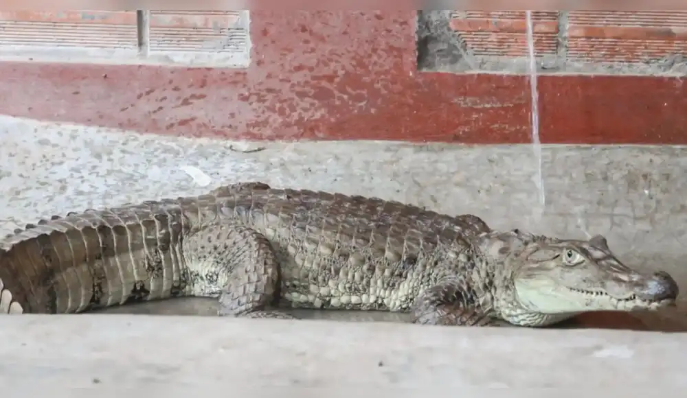 Rescatan lagarto blanco y puercoespín en Ucayali