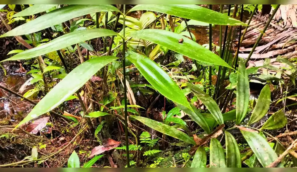 Loreto: Descubren especie de planta de época de los dinosaurios