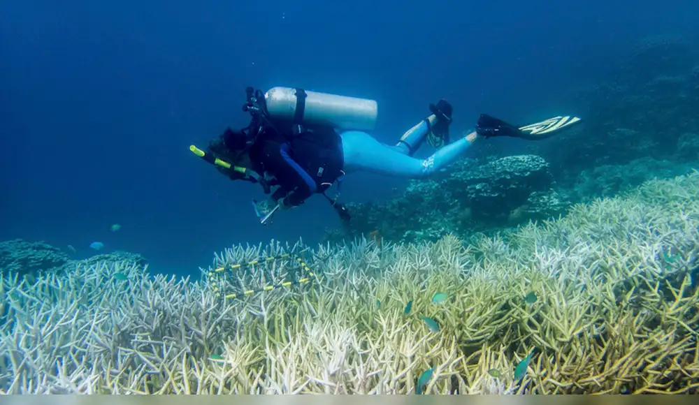 Arrecifes de coral pierden el 70 % de su cadena alimenticia