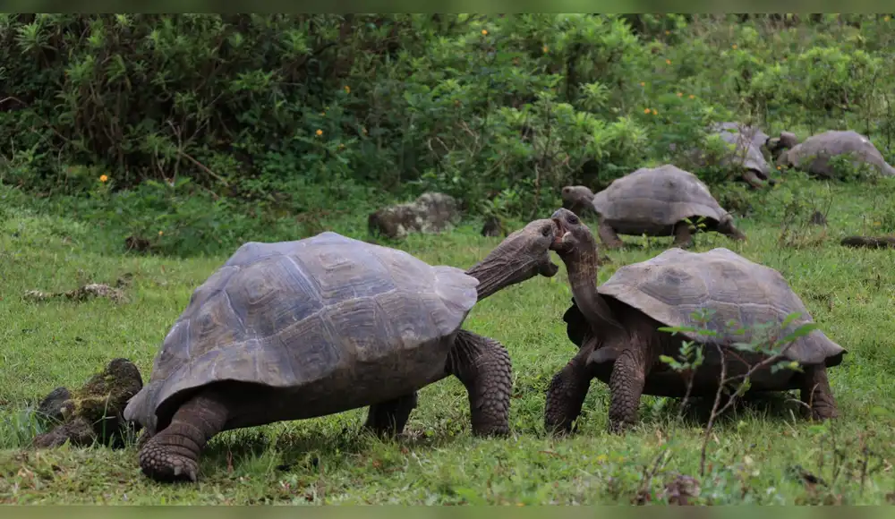 Ecuador libera 277 tortugas gigantes en las Islas Galápagos Ecuador libera 277 tortugas gigantes en las Islas Galápagos