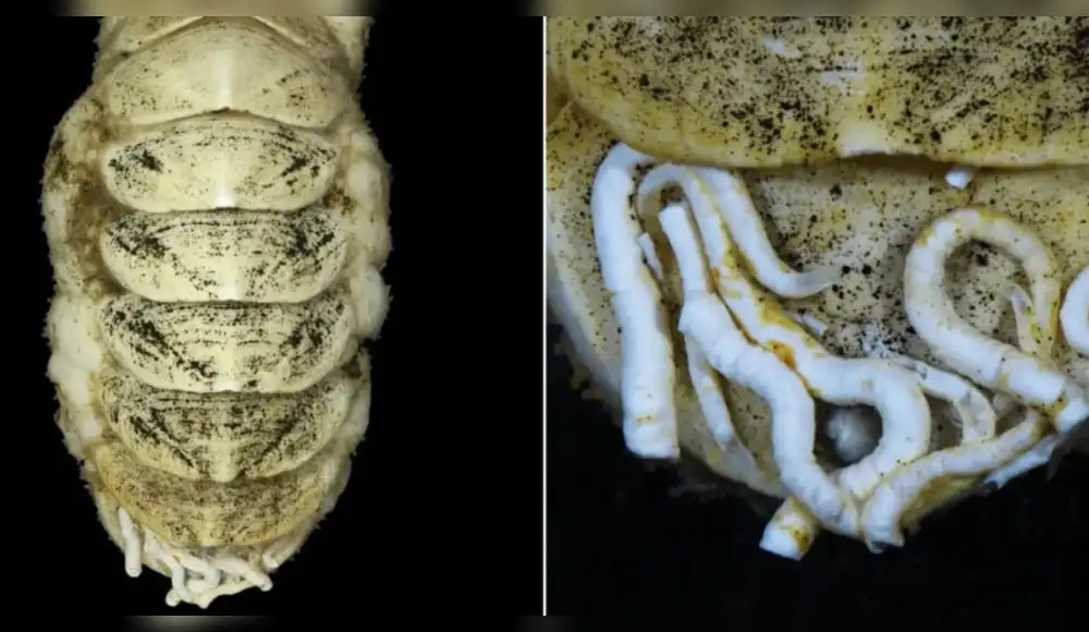 Descubre molusco con lengua de hierro en Japón