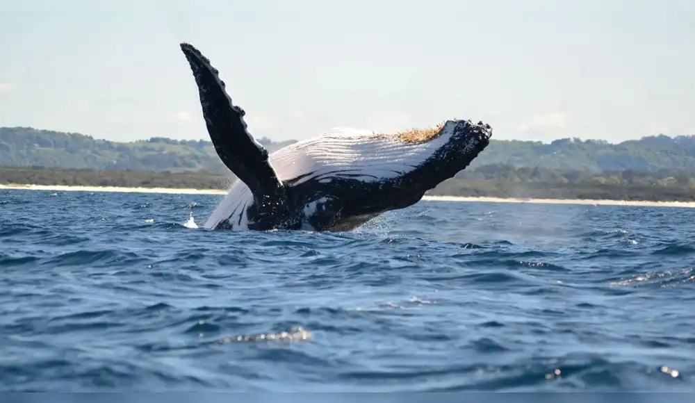 Reserva Nacional Mar Tropical de Grau ya cuenta con un Plan Maestro Reserva Nacional Mar Tropical de Grau ya cuenta con un Plan Maestro