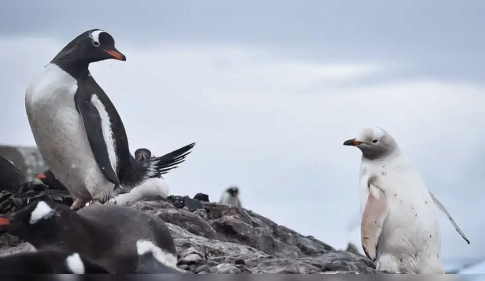 Gripe aviar se expande en la Antártida y amenaza a la fauna Gripe aviar se expande en la Antártida y amenaza a la fauna