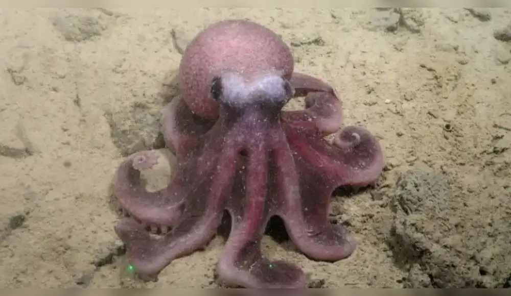 Hallan nueva y fascinante especie de Pulpo en Chile
