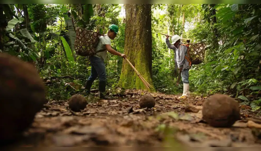 Conservarán más de 8,000 hectáreas de bosques con producción de castaña Conservarán más de 8,000 hectáreas de bosques con producción de castaña