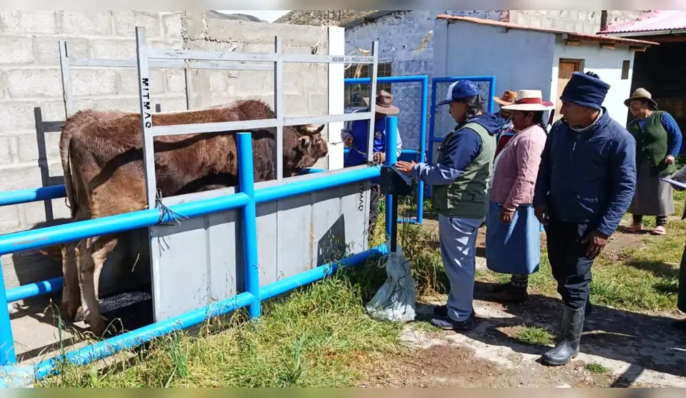 Cusco: Comunidades rurales fortalecen manejo sanitario de ganado vacuno Cusco: Comunidades rurales fortalecen manejo sanitario de ganado vacuno