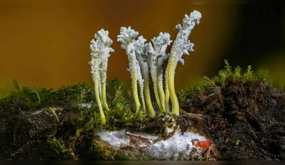 Oxapampa se convierte en el epicentro micológico: Mañana arranca el primer festival del Perú dedicado al Reino Fungi