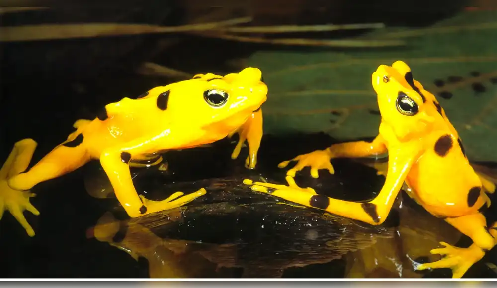 Ranas doradas regresan a Panamá tras un largo cautiverio Ranas doradas regresan a Panamá tras un largo cautiverio