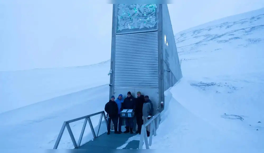 Noruega: El olivo entra por primera vez en la bóveda de Svalbard Noruega: El olivo entra por primera vez en la bóveda de Svalbard
