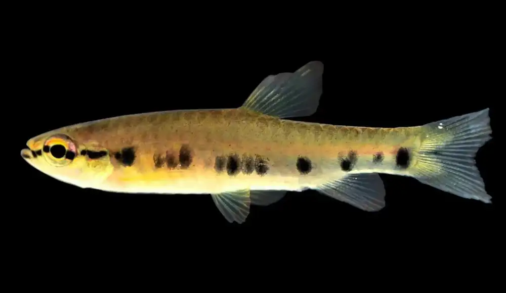 Identifican nueva especie de pez endémica en la Amazonía peruana Identifican nueva especie de pez endémica en la Amazonía peruana