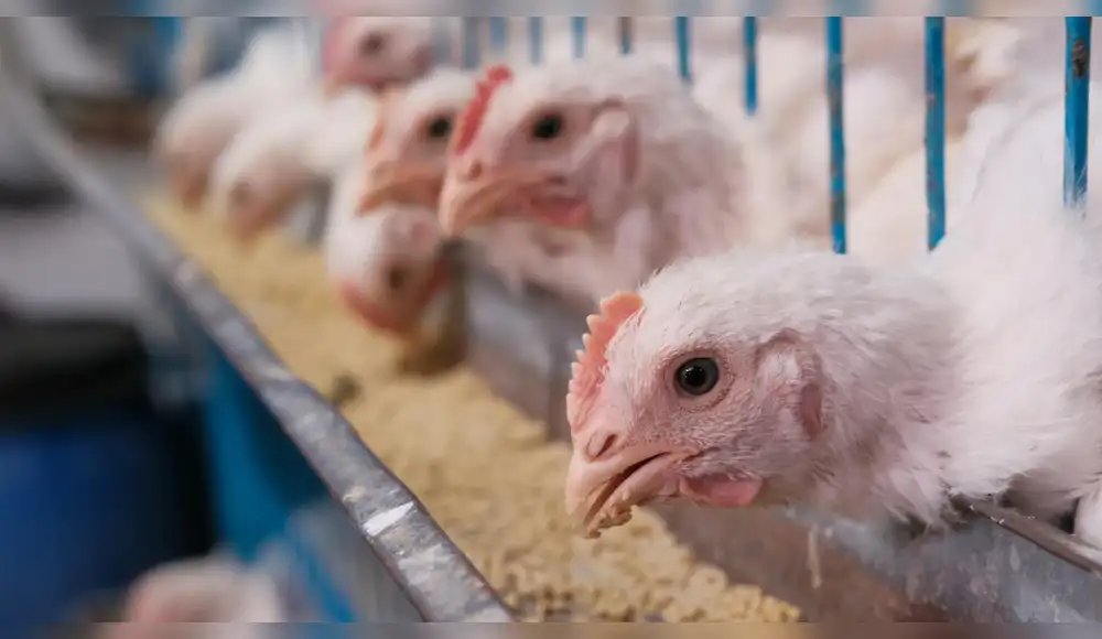 Noruega pondrá fin al sacrificio de pollos macho al 2027 Noruega pondrá fin al sacrificio de pollos macho al 2027