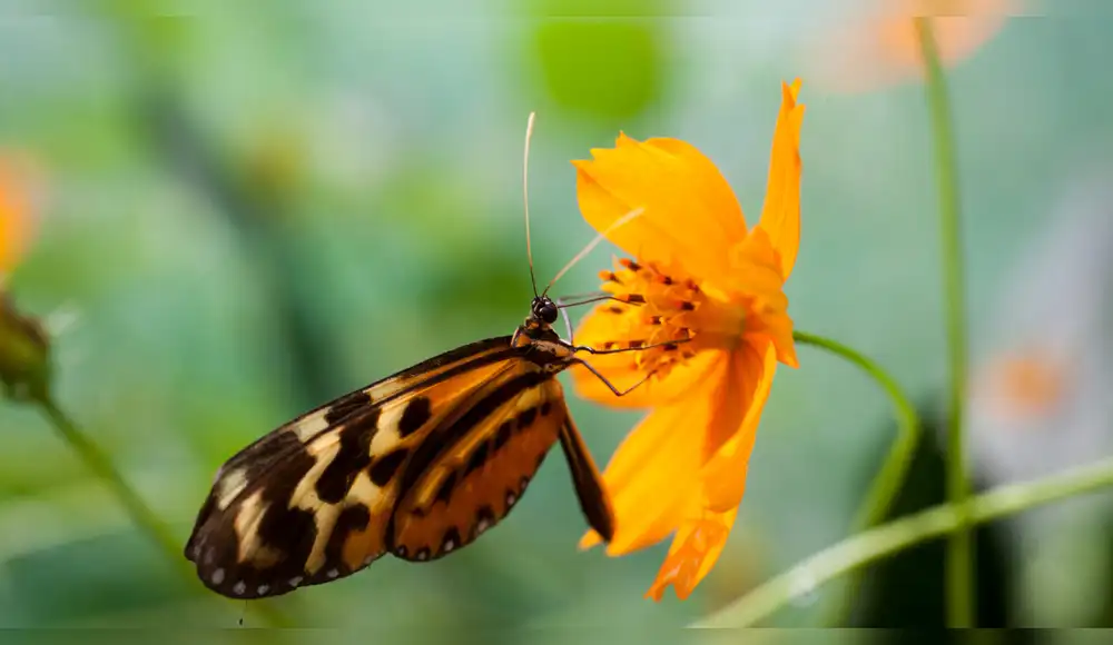 Día Mundial de la Vida Silvestre se celebrará con feria de plantas Día Mundial de la Vida Silvestre se celebrará con feria de plantas