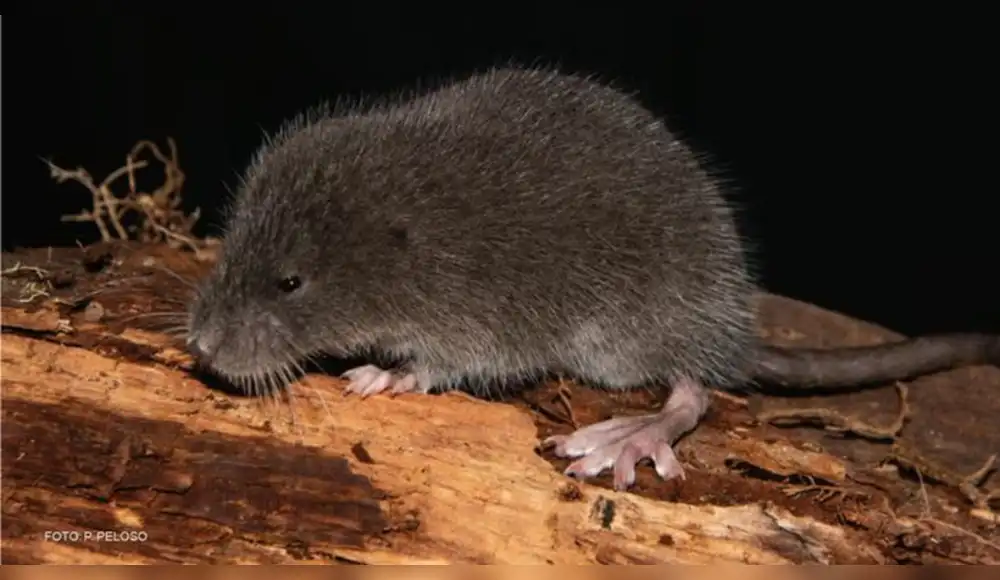 Descubren nueva especie de ratón semiacuático en Perú Descubren nueva especie de ratón semiacuático en Perú