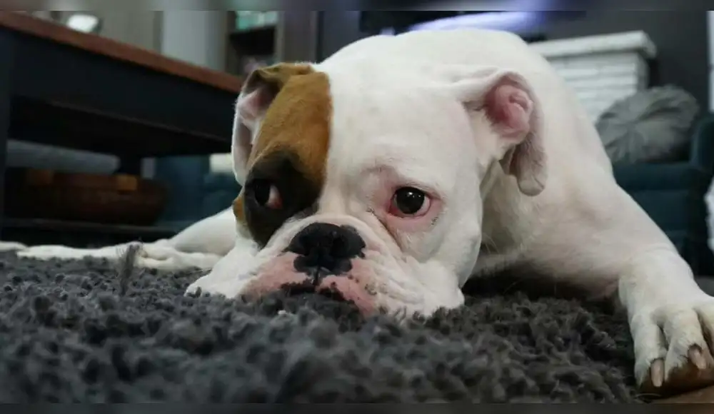Suecia: Mascotas no pueden quedarse solas por más de seis horas Suecia: Mascotas no pueden quedarse solas por más de seis horas