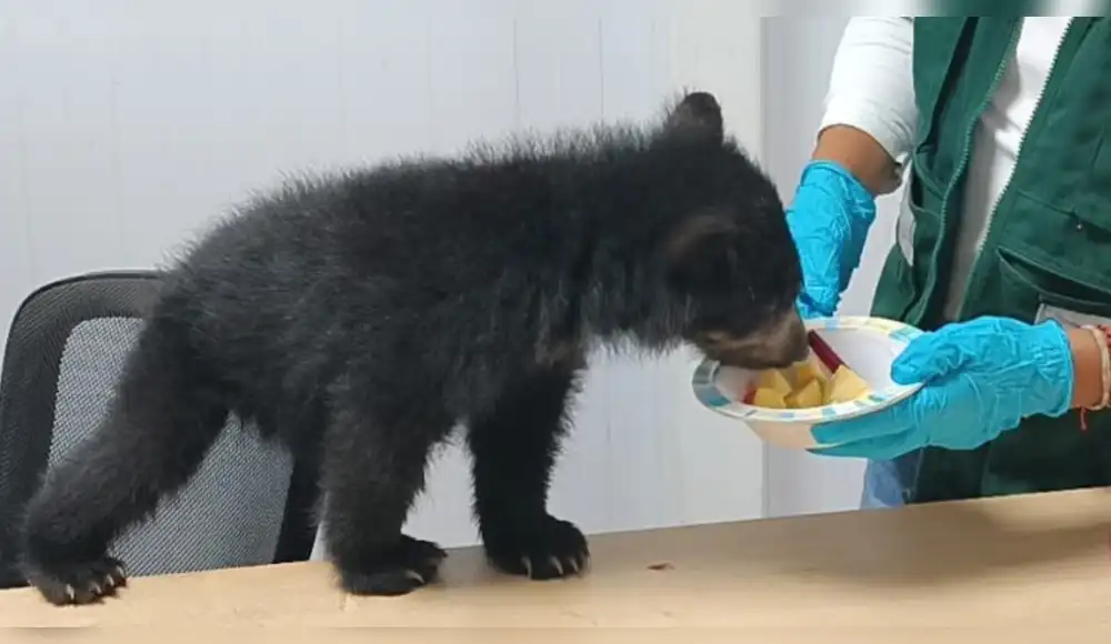 Cría de oso andino es rescatada de vivienda de Puno Cría de oso andino es rescatada de vivienda de Puno