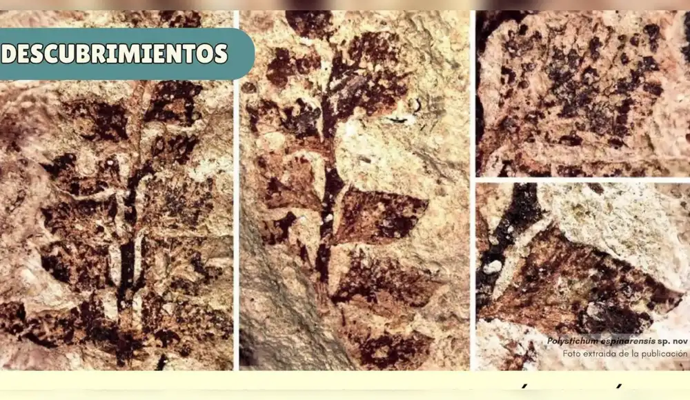 Descubren en Perú al único fósil de helecho con 4 millones de años Descubren en Perú al único fósil de helecho con 4 millones de años