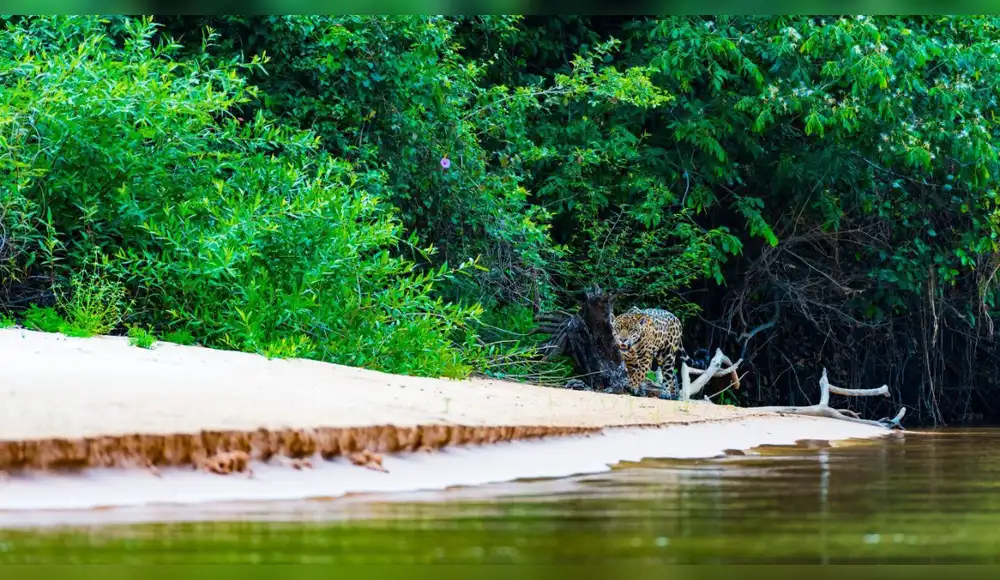 Brasil amplía dos áreas protegidas asentadas en el Pantanal