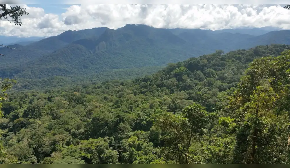 San Martín a punto de sincerar sus bosques: ¿Qué ganan realmente las comunidades con la nueva zonificación forestal?
