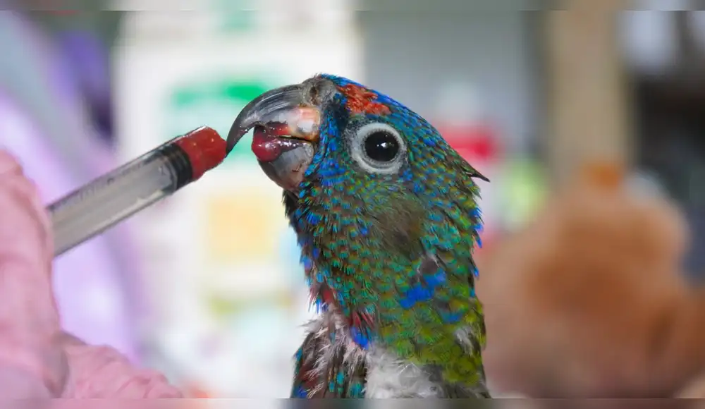 Taricaya y la exitosa misión de devolverle la libertad a la fauna amazónica