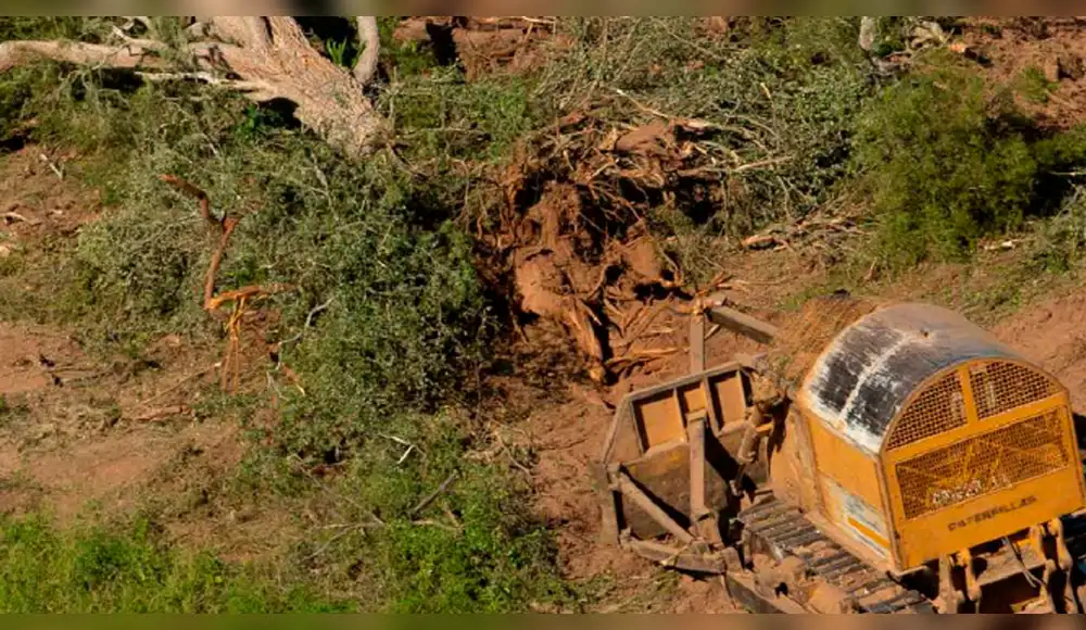 Argentina: Deforestación aumenta 40% y amenaza bosques nativos Argentina: Deforestación aumenta 40% y amenaza bosques nativos