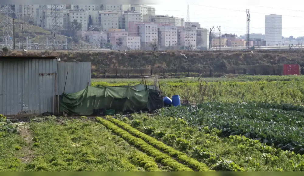 Sostenibilidad: Barcelona pierde el 70% de su suelo agrícola cultivable Sostenibilidad: Barcelona pierde el 70% de su suelo agrícola cultivable