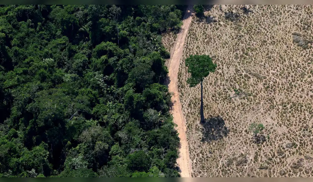 Brasil: Entregarán créditos rurales condicionados comprobaciones de tala Brasil: Entregarán créditos rurales condicionados comprobaciones de tala