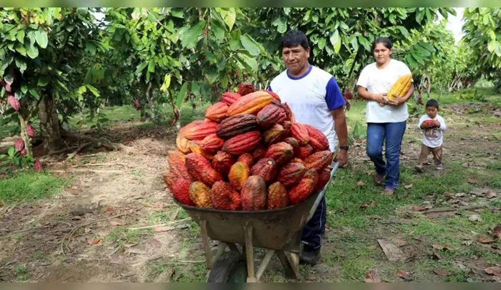 Comunidad nativa de Ucayali produce cacao sostenible y conserva bosques