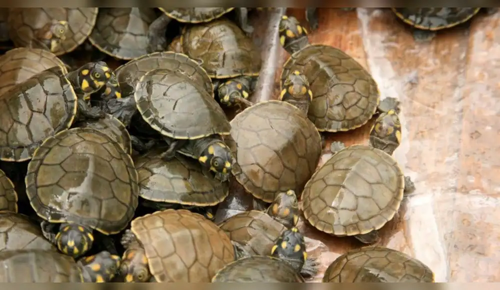 Liberan más de mil tortugas que fueron rescatadas del comercio ilegal Liberan más de mil tortugas que fueron rescatadas del comercio ilegal