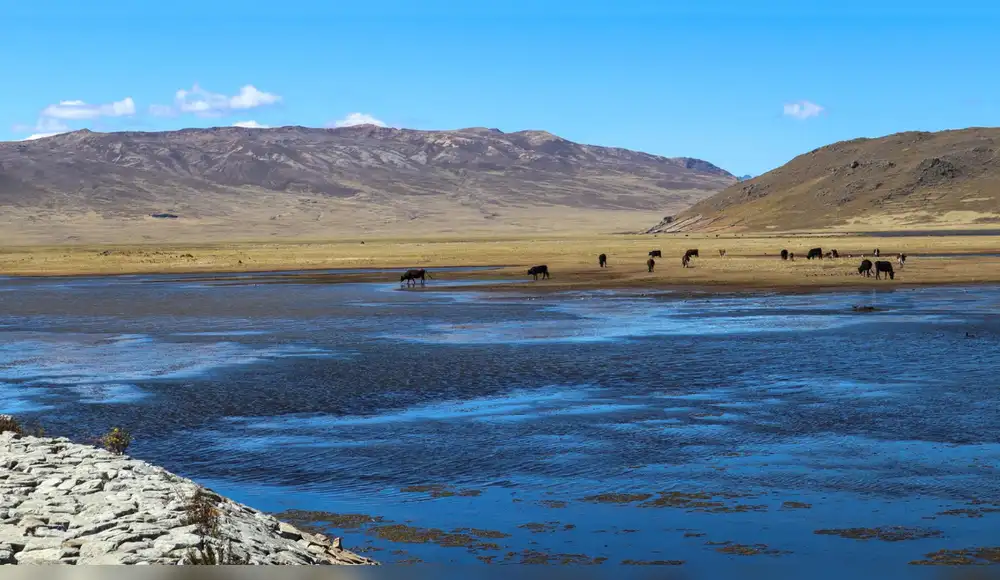 Laguna Orccococha volverá a albergar flora y fauna tras ser afectada por contaminación minera Laguna Orccococha volverá a albergar flora y fauna tras ser afectada por contaminación minera