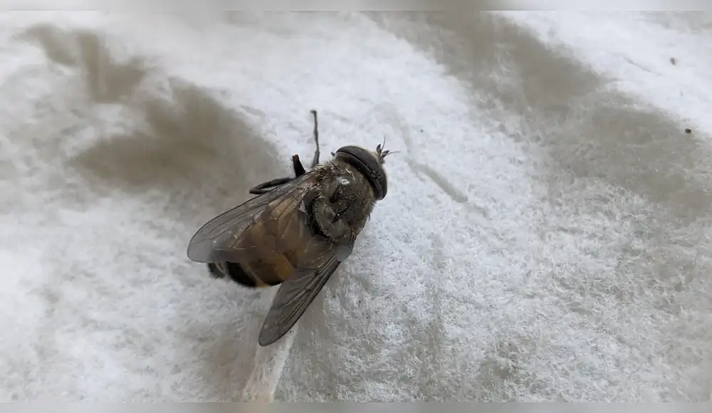 Ecuador: Descubren en la Amazonía una mosca que imita a las abejas para sobrevivir