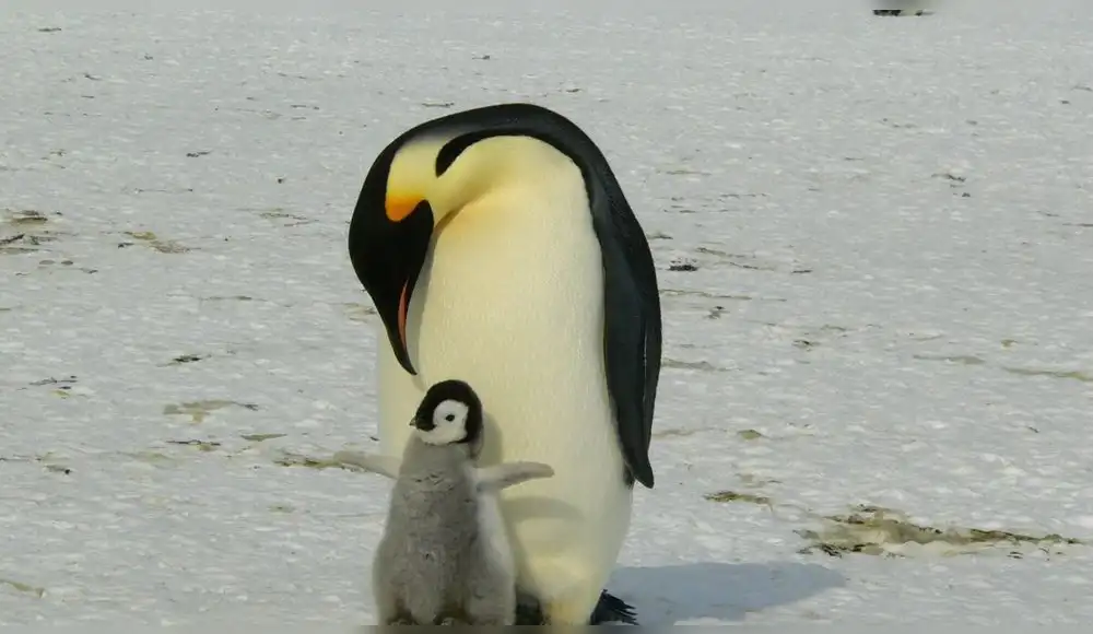 El pingüino emperador es oficialmente una especie en peligro El pingüino emperador es oficialmente una especie en peligro