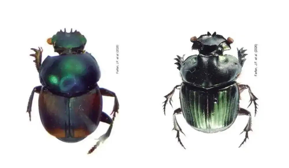 Naturaleza: Hallan seis nuevas especies de escarabajos en el Perú Naturaleza: Hallan seis nuevas especies de escarabajos en el Perú