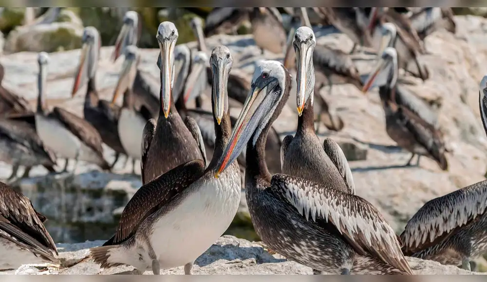 Pelícano peruano será protegido por importante acción ambiental