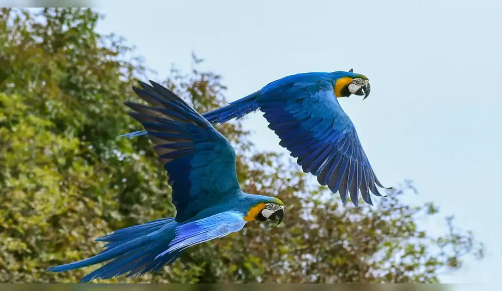 Guacamayas azul y amarilla regresan a Río de Janeiro tras dos siglos Guacamayas azul y amarilla regresan a Río de Janeiro tras dos siglos