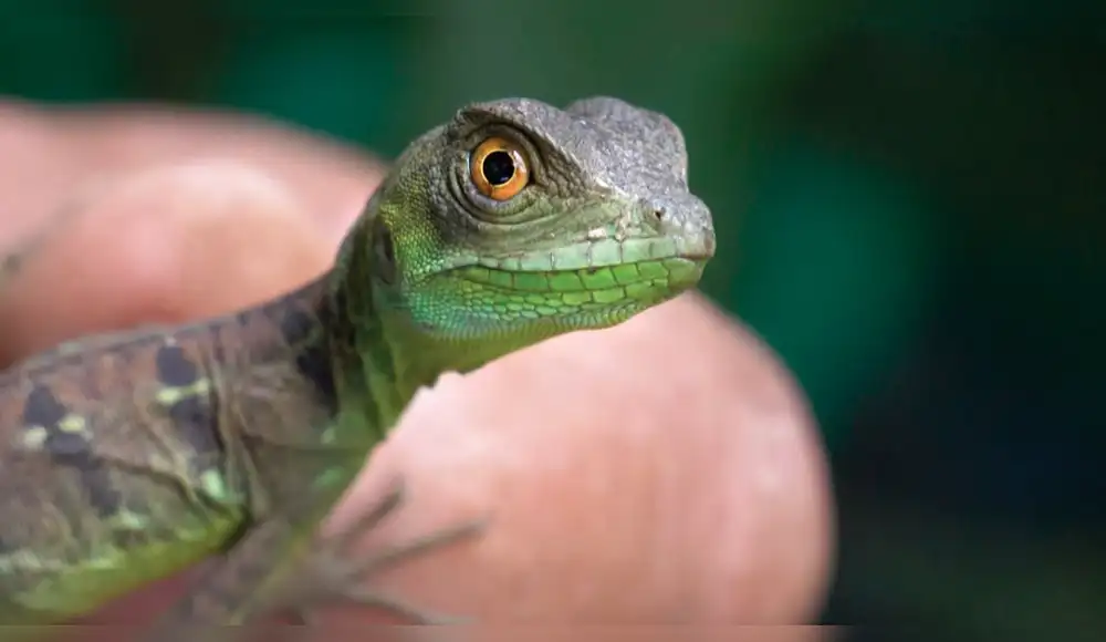 Nicaragua exportará animales exóticos a Asia y Europa