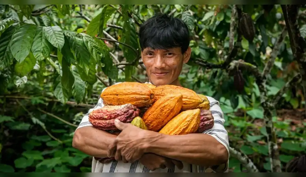 Productores de cacao de Junín reciben asistencia para mejorar cultivos Productores de cacao de Junín reciben asistencia para mejorar cultivos