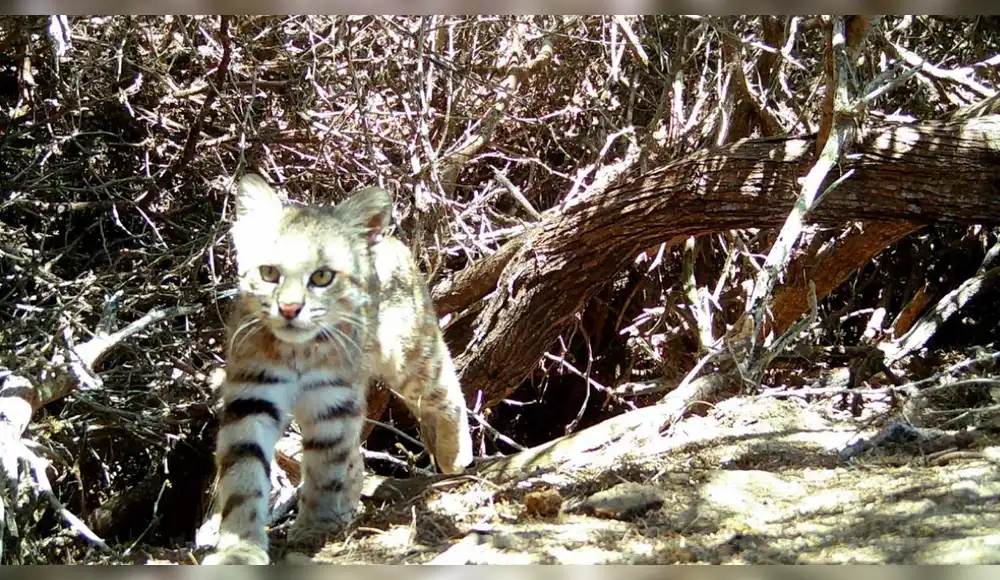 Escurridizo gato del pajonal es registrado en Reserva Illescas
