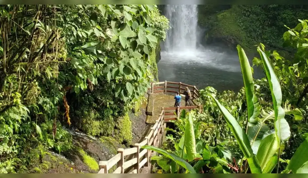 Plantan 37.000 árboles nativos para revivir bosque en Costa Rica