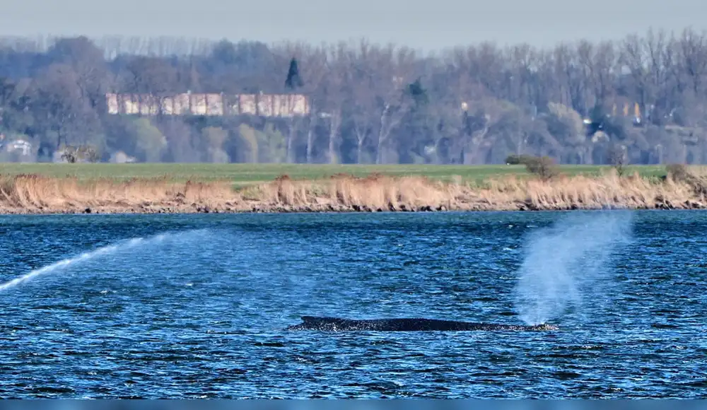 Ballena jorobada vuelve al mar Báltico al zafarse de largo varamiento