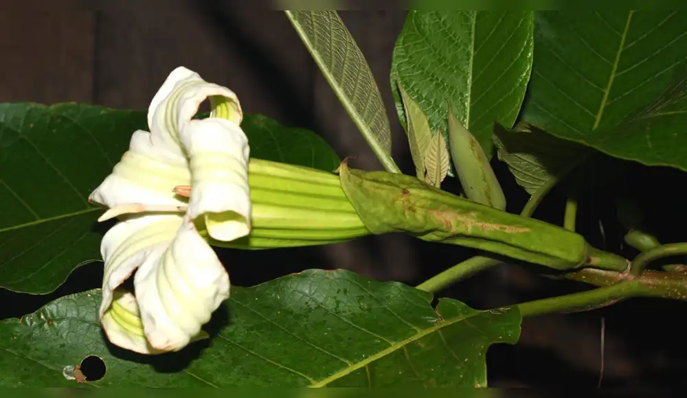 Descubren nuevo género de árbol en los bosques de Perú y Colombia Descubren nuevo género de árbol en los bosques de Perú y Colombia