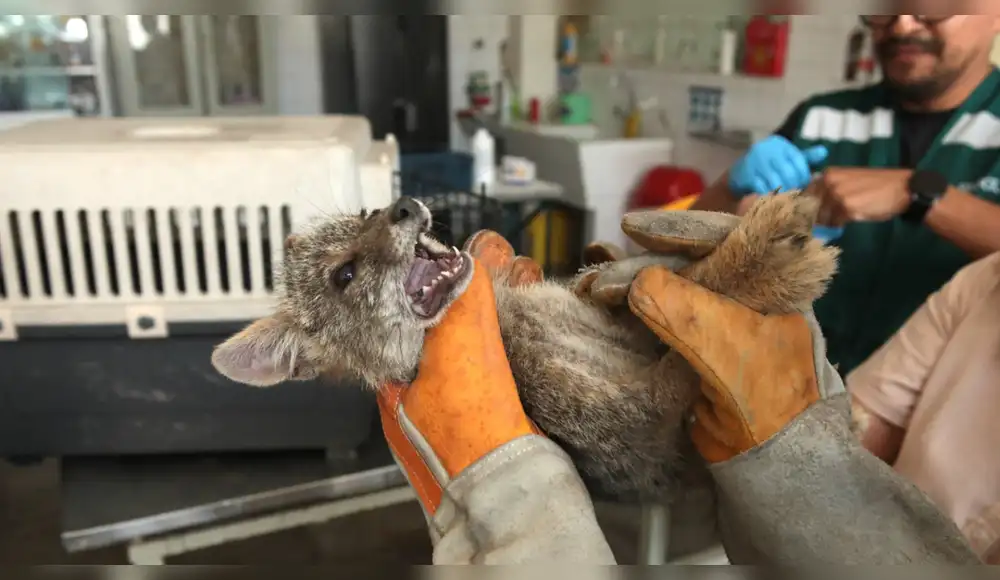 Cría de zorro andino es rescatada de taller de mecánica en Lima