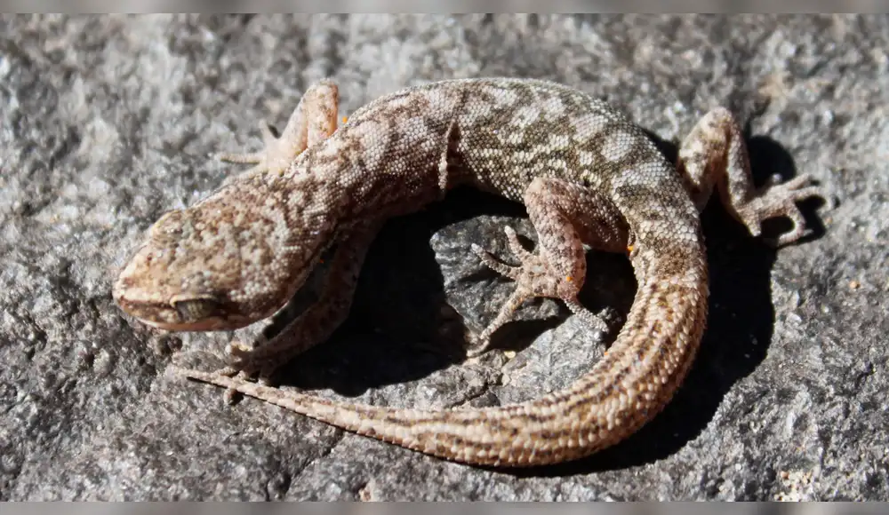 Nueva especie de gecko es hallada en los Andes de Argentina