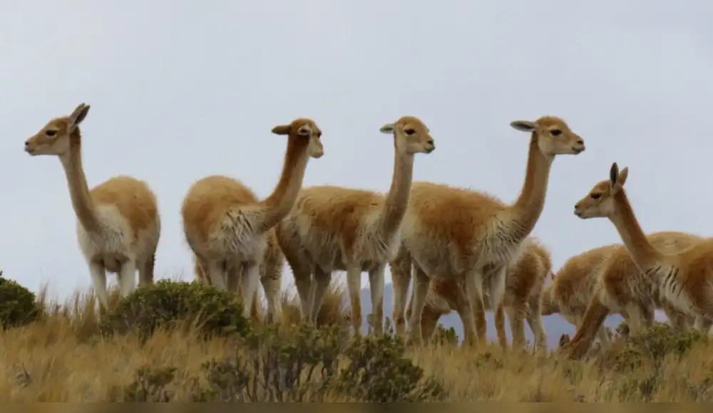 Arequipa será reconocida por liderar conservación de la vicuña Arequipa será reconocida por liderar conservación de la vicuña