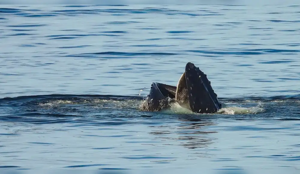 Las ballenas jorobadas también se alimentan en el Perú