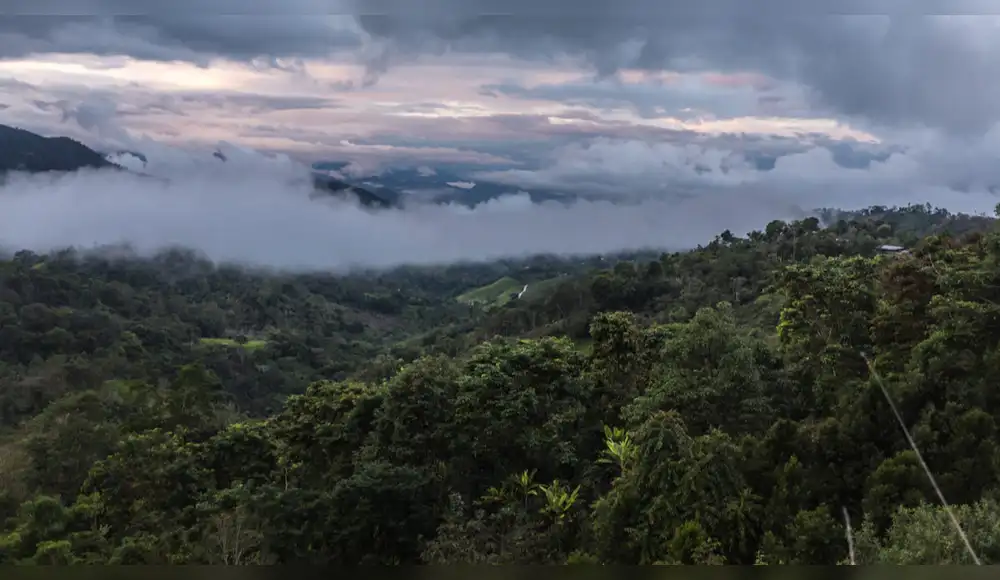 Bosques Nublados de Udima pasan a la jurisdicción de fiscalía Bosques Nublados de Udima pasan a la jurisdicción de fiscalía